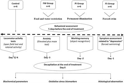 The effects of prolonged stress exposure on the brain of rats and insights to understand the impact of work-related stress on caregivers